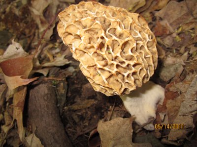 Morcella esculenta, Yellow Morel0730 5-14-2011 11-46-17 AM 1600x1200.jpg