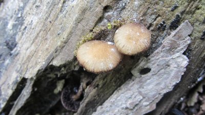 Psathyrella sp._0070.jpg