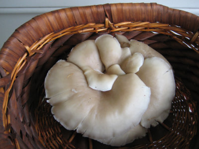 Pulmonarius ostreatus, oyster.jpg