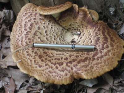 The biggest one I ever saw.jpg