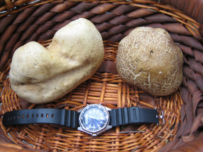 Stropharia rugosoannulata, winecap 2.jpg