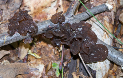 Exidia recisa1000091.jpg