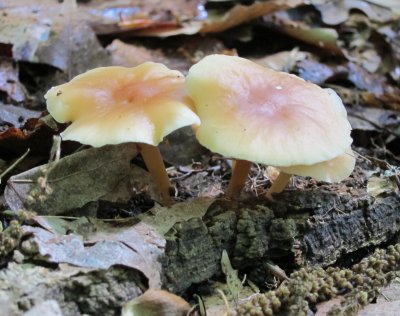 Gymnopus dryophilus_0294.jpg