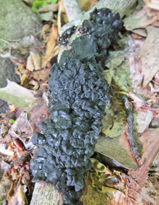 Exidia nigricans 0287.jpg