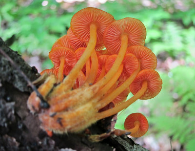 Mycena leiana_0308.jpg
