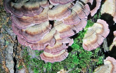 Trichaptum biforme_0313.jpg
