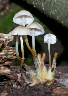Mycena galericulata?1000055.jpg
