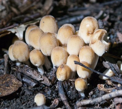 Coprinellus micaceus1000059.jpg