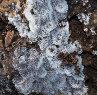 Ceratiomyxa fruticulosa1000071.jpg