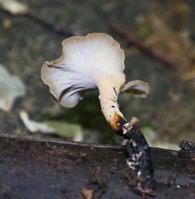 Polyporus varius (elegans)1000128.jpg