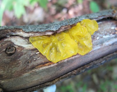 Tremella mesenterica_0268.jpg