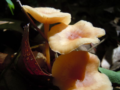 Gymnopus dryophilus1630.JPG