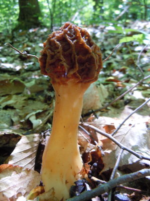 Morchella esculenta1640.JPG