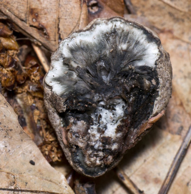 Hypoxylon sp. interior1000201.jpg