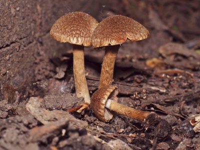 Psathyrella velutina1000321.jpg