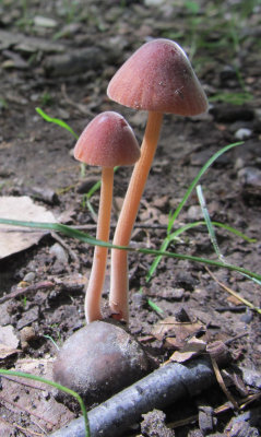 Mycena?.jpg