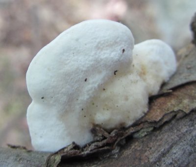 Cheese Polypore.jpg