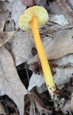 Hygrocybe sp..jpg