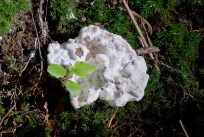 Hypomyces sp.jpg