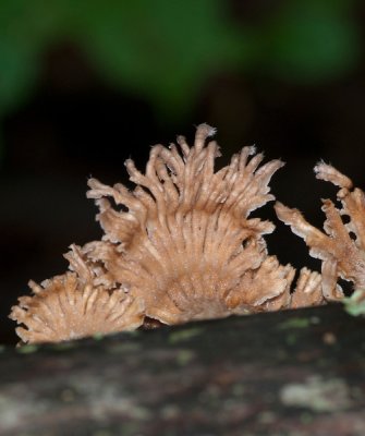 Schizophyllum commune.jpg