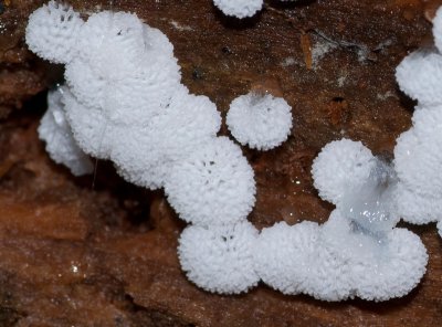 Ceratiomyxa fruticulosa.jpg