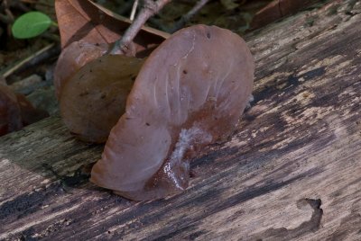 Auricularia auricula.jpg