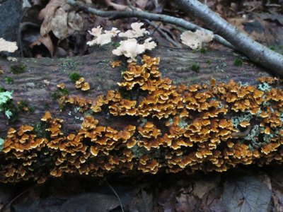 Stereum complicatum_2316.jpg