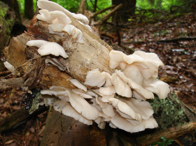 Pleurotus ostreatus 068.jpg