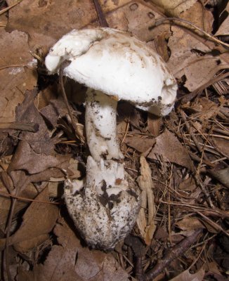 Amanita pseudovolvata or 41_1436.jpg