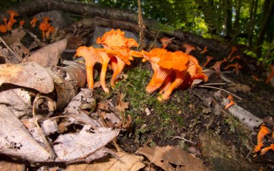 Cantharellus cinnabarinus_1467.jpg