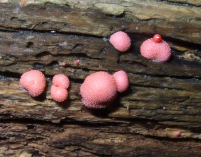 Lycogala epidendrum_1437.jpg