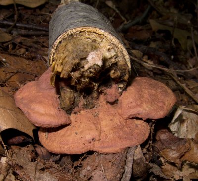 Phellinus gilvus_1492.jpg