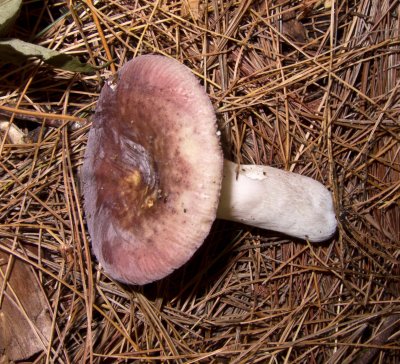 Russula mariae1424.jpg