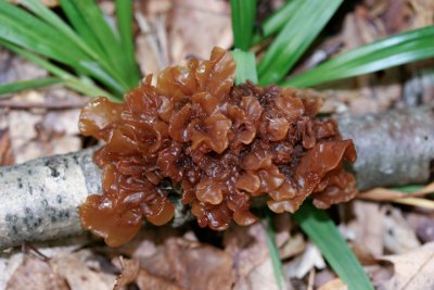 Tremella foliacea9857.jpg