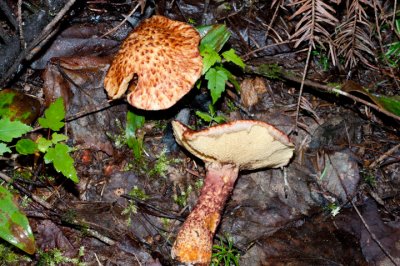 Psychological Factors in the Identification of Mushrooms: Part One