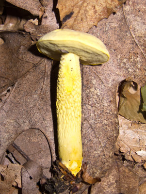 Note the reticulated stem of Retiboletus (Boletus) ornatipes_1655.jpg