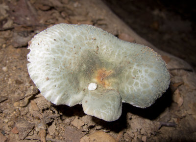 Russula parvovirescens, the Green Quilted Russula_1666.jpg