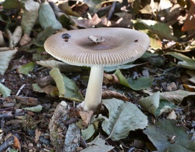 Amanita amerifulva1030147.jpg
