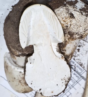 Amanita bisporigera button1020146.jpg