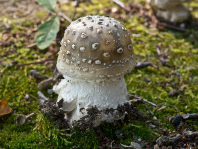 Amanita canescens1020100.jpg