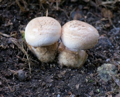 Amanita pseudavolvata1020089.jpg