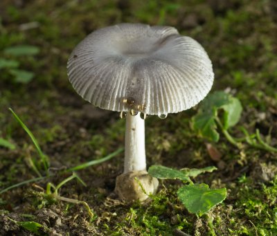 Amanita sp.1020232.jpg