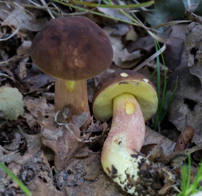 Boletus rubropunctus?1020115.jpg