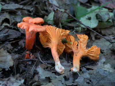 Cantharellus cinnabarinus1020011.jpg