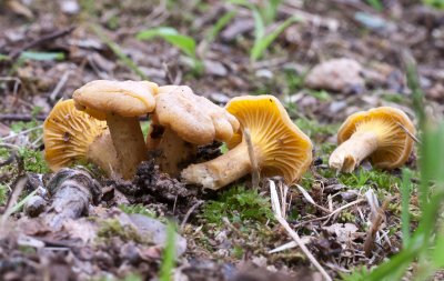 Craterellus sp.1030227.jpg