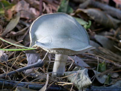 Clitocybe odora1010996.jpg