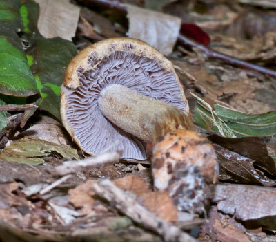 Cortiarius sp.1030250.jpg