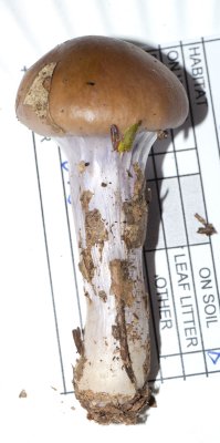 Cortinarius collinitus1020197.jpg