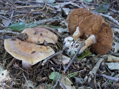 Cortinarius sp.1010993.jpg
