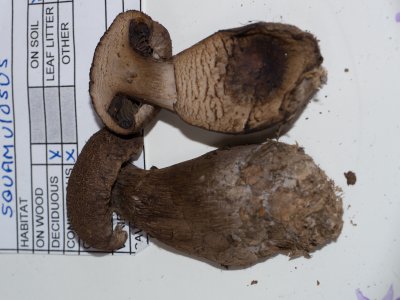 Cortinarius squamosus1020301.jpg